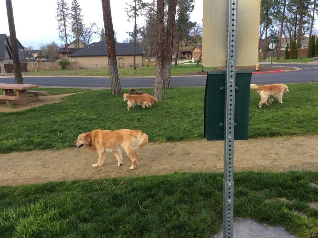 Echoes of the Ponderosa Park, with dogs!