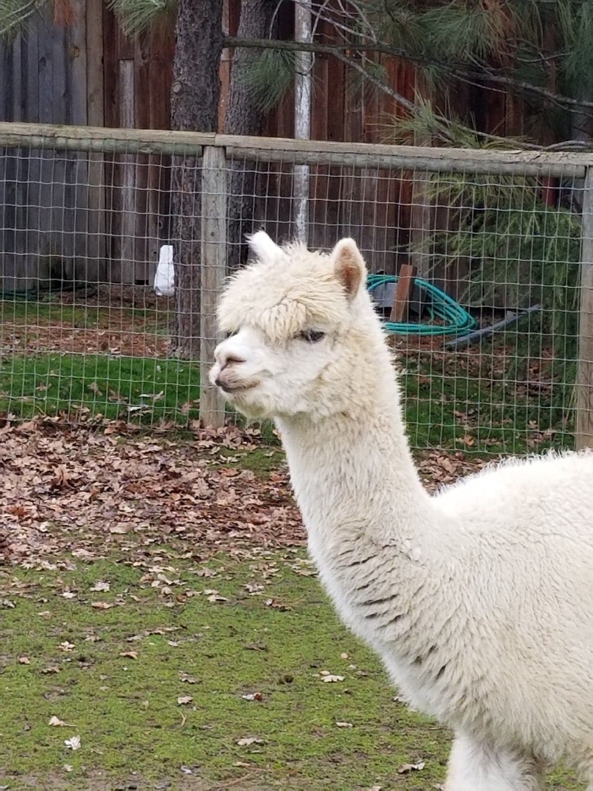 Feb-19-Alpaca-B2
