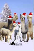 Christmas-alpacas
