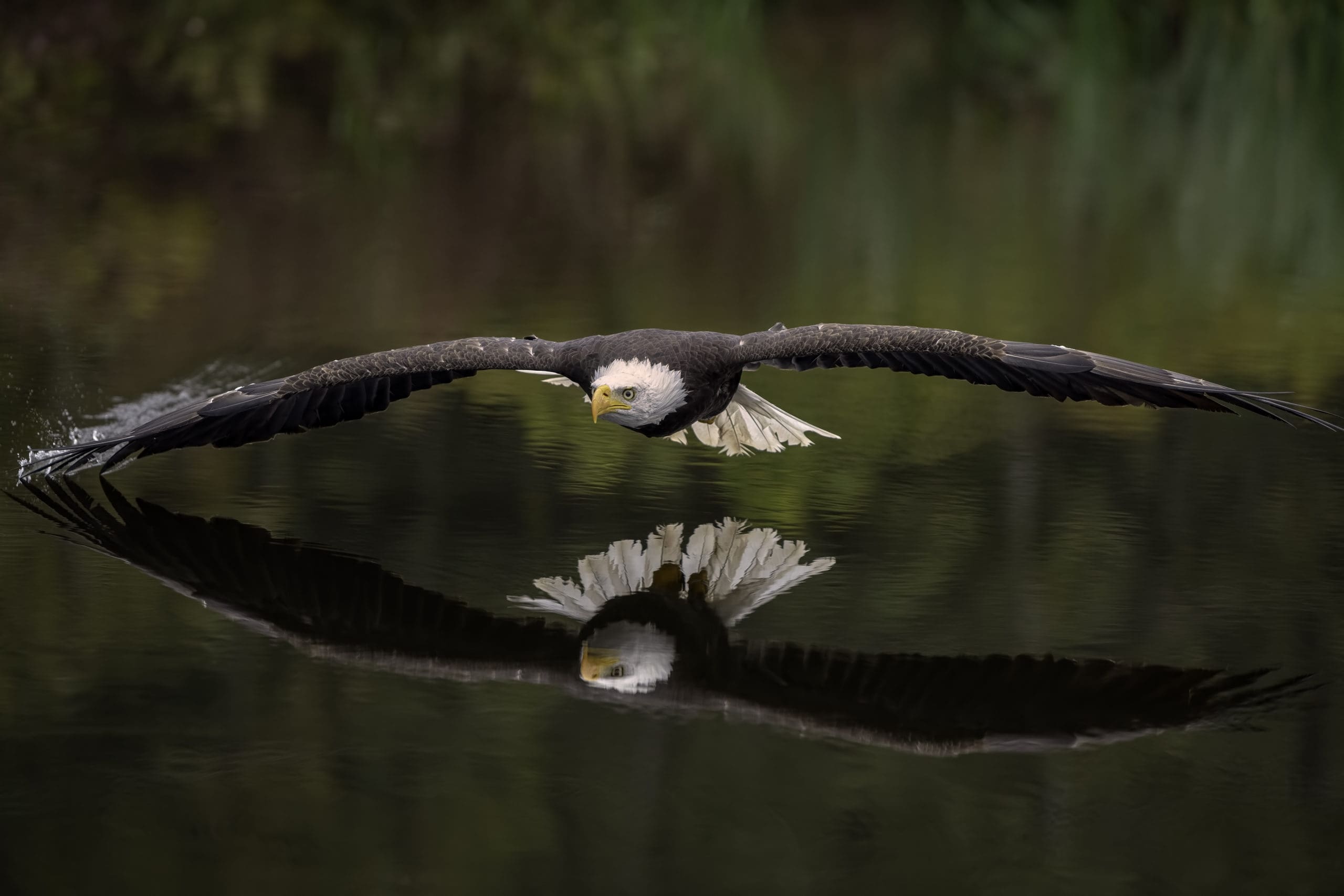 Male Bald Eagle Flying Over a Pond Casting a Reflection in the Water with Fall Color