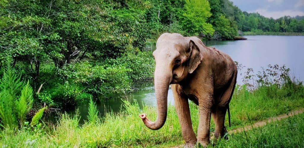Elephant shown at the Tennessee Elephant Sanctuary.