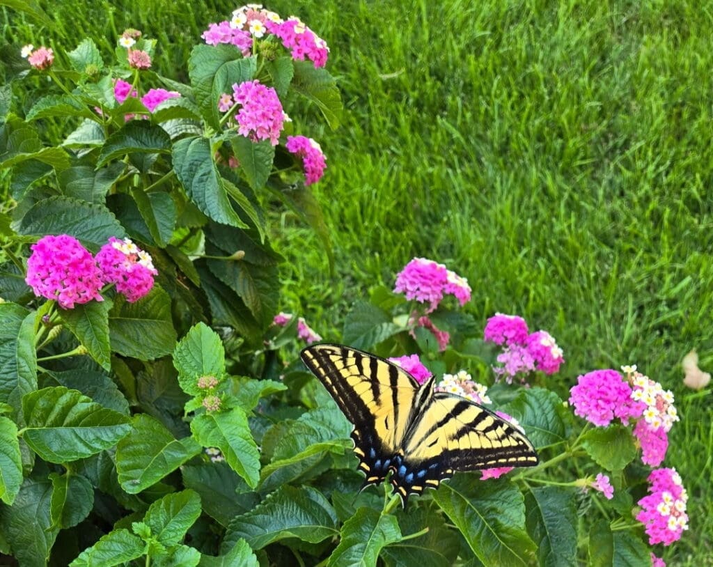 This was taken in Susan Watson's backyard on Sunday. Our EPWC speaker for August spoke about butterflys and moths.