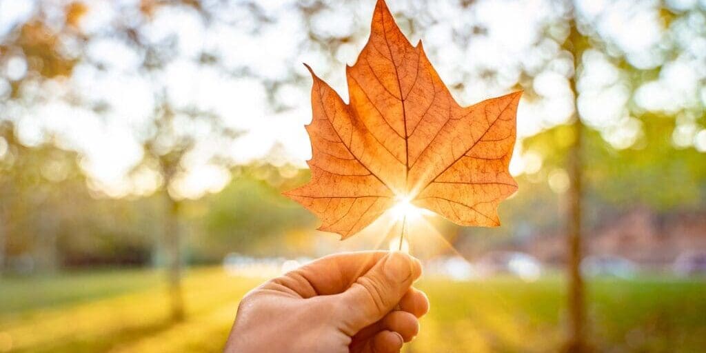 A Season of Gratitude and Connection