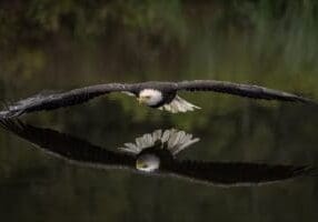 Male Bald Eagle Flying Over a Pond Casting a Reflection in the Water with Fall Color