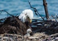 Mom and baby Bald Eagle
