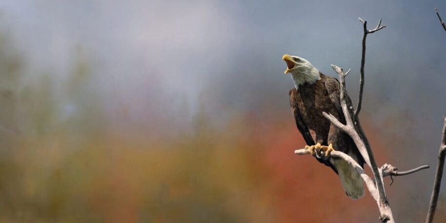 bald eagle in nature during fall